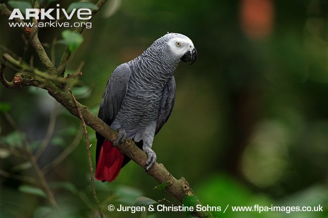 African Grey Parrot #5