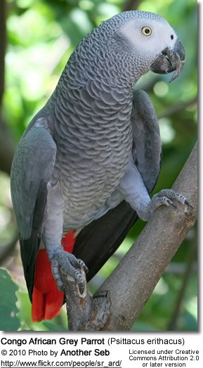African Grey Parrot #8
