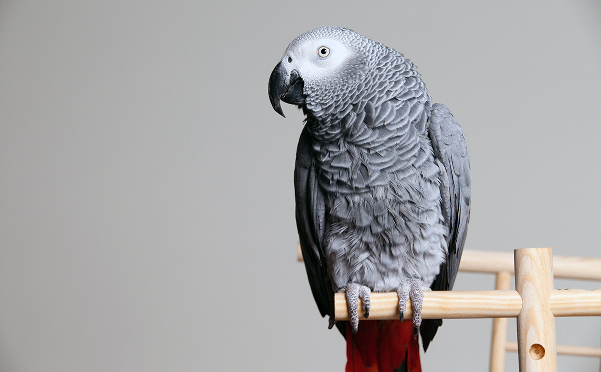 Nice Images Collection: African Grey Parrot Desktop Wallpapers