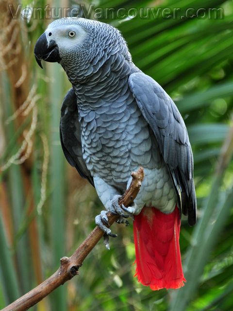 HD Quality Wallpaper | Collection: Animal, 480x640 African Grey Parrot