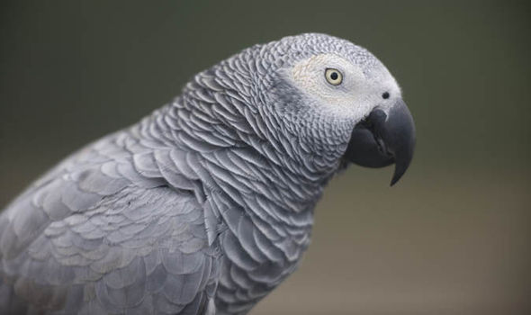 African Grey Parrot #14