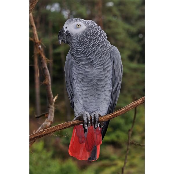 HQ African Grey Parrot Wallpapers | File 45.13Kb