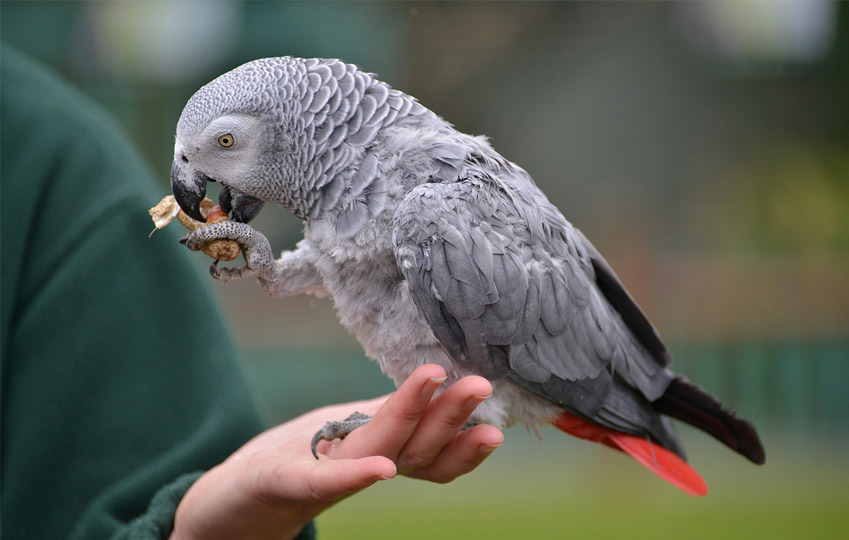 African Grey Parrot Pics, Animal Collection