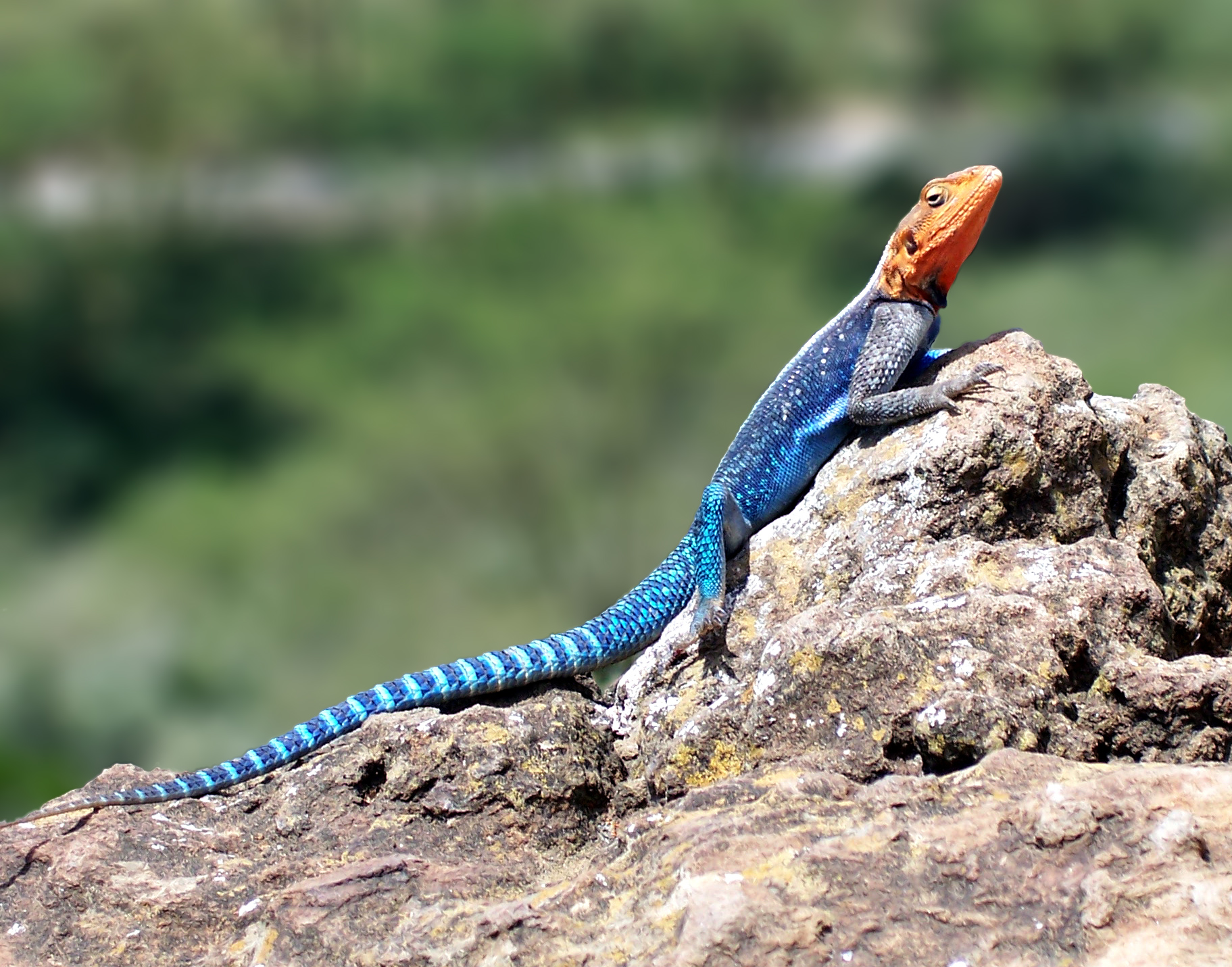HQ Agama Wallpapers | File 1134.51Kb