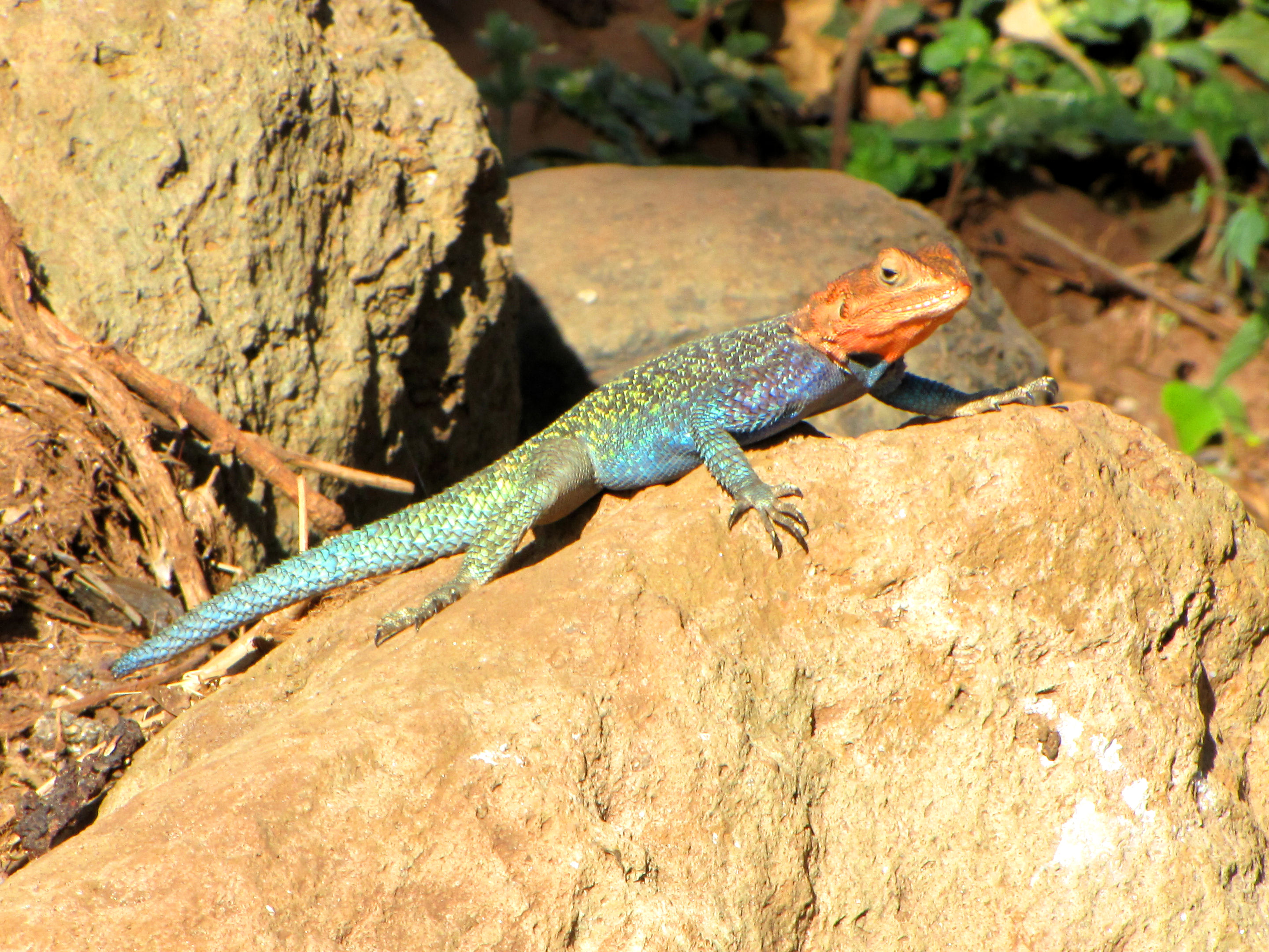 Images of Agama | 2880x2160