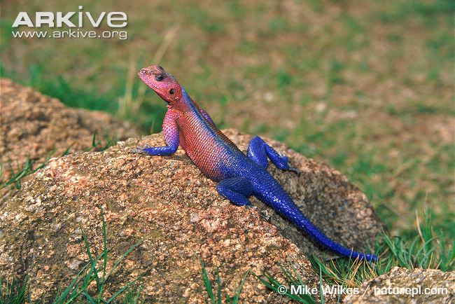 Agama High Quality Background on Wallpapers Vista