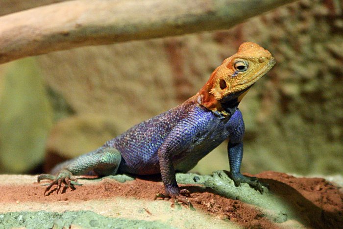 HD Quality Wallpaper | Collection: Animal, 700x467 Agama