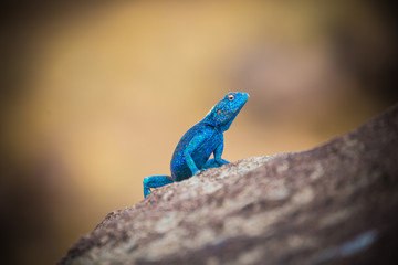 HD Quality Wallpaper | Collection: Animal, 360x240 Agama