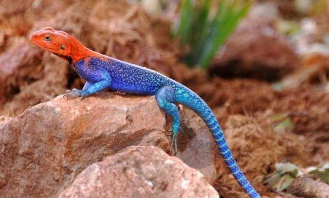 Agama Backgrounds on Wallpapers Vista