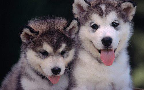 Amazing Alaskan Malamute Pictures & Backgrounds
