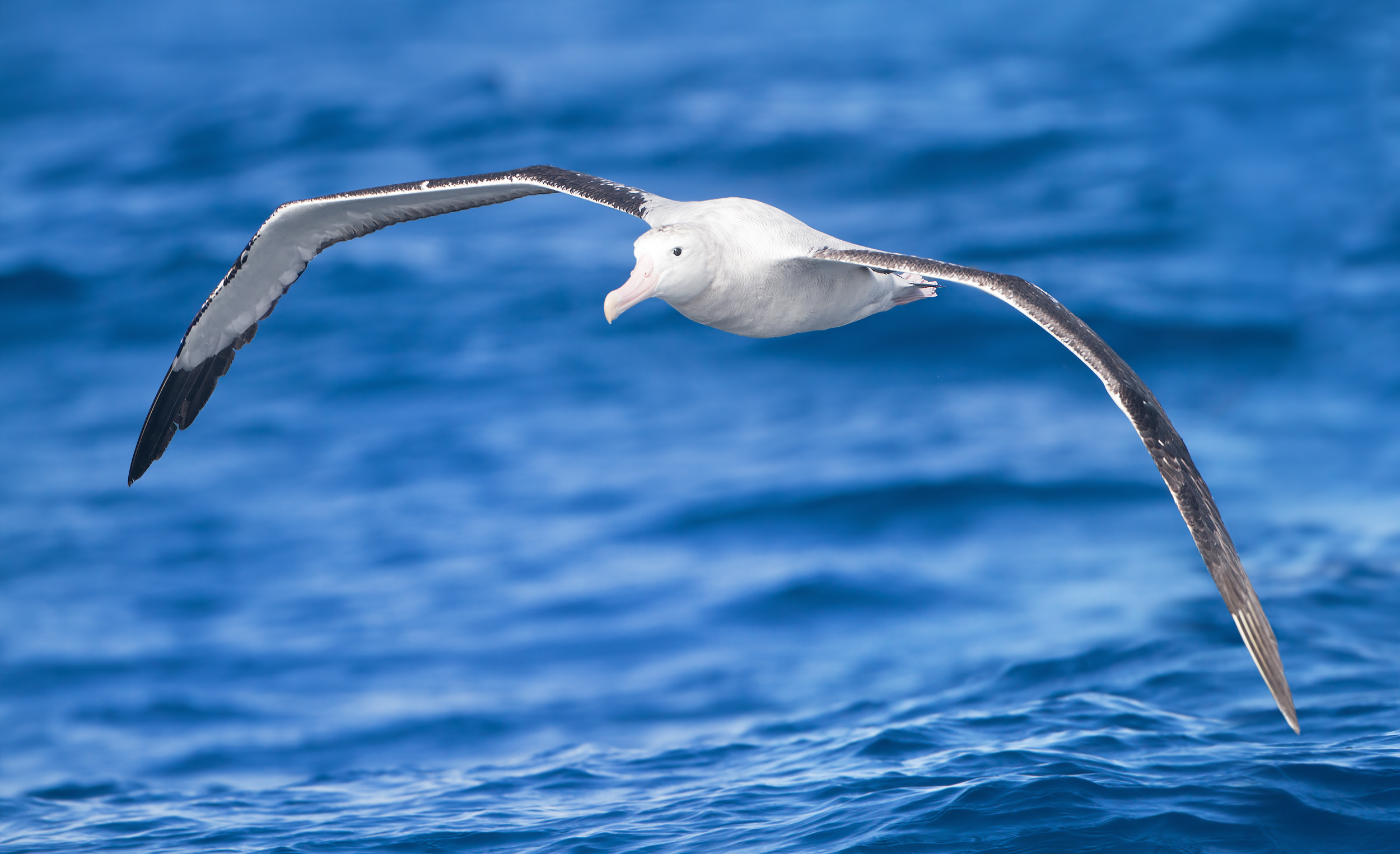 Albatross Pics, Animal Collection