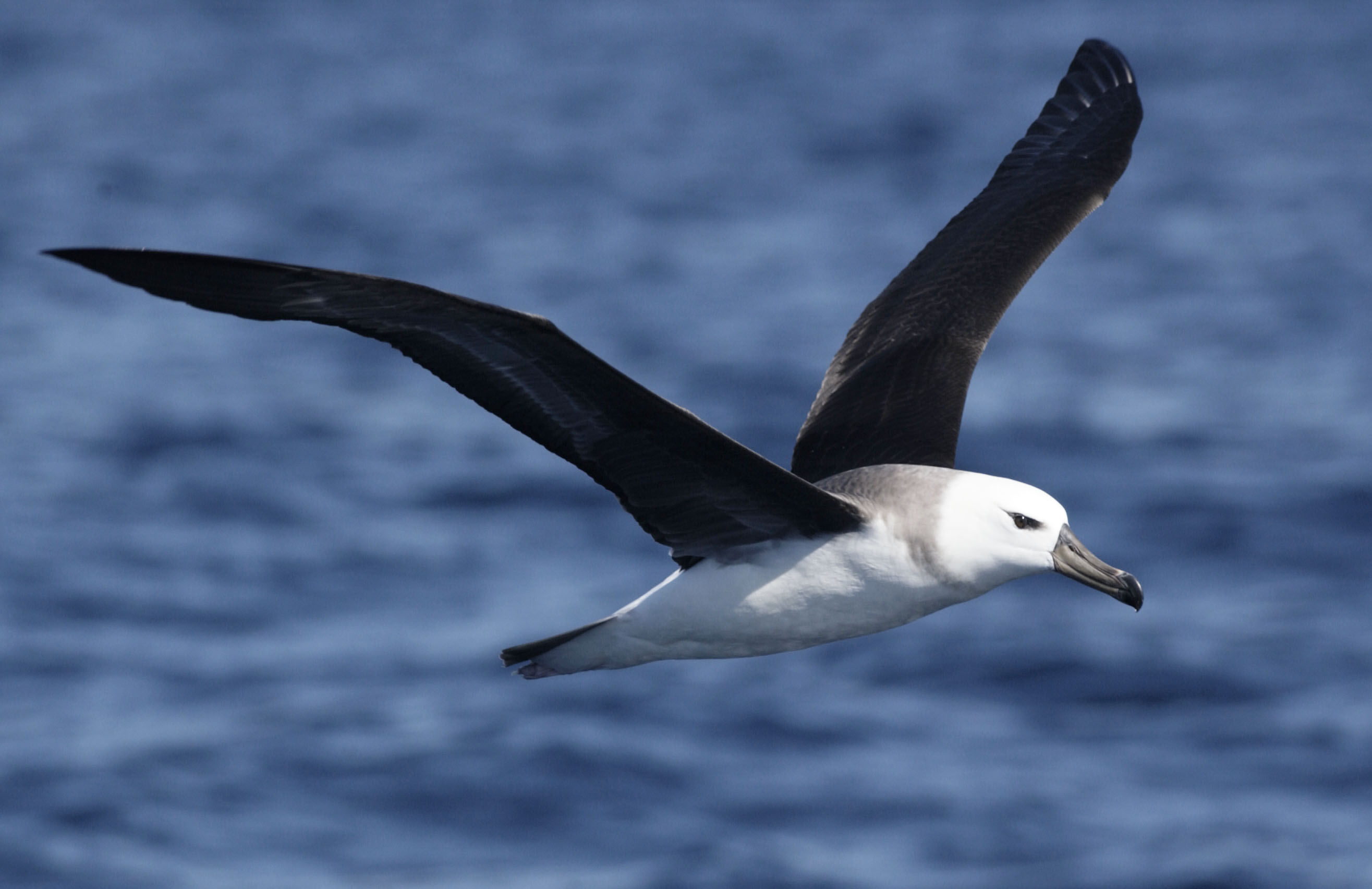 Albatross Pics, Animal Collection
