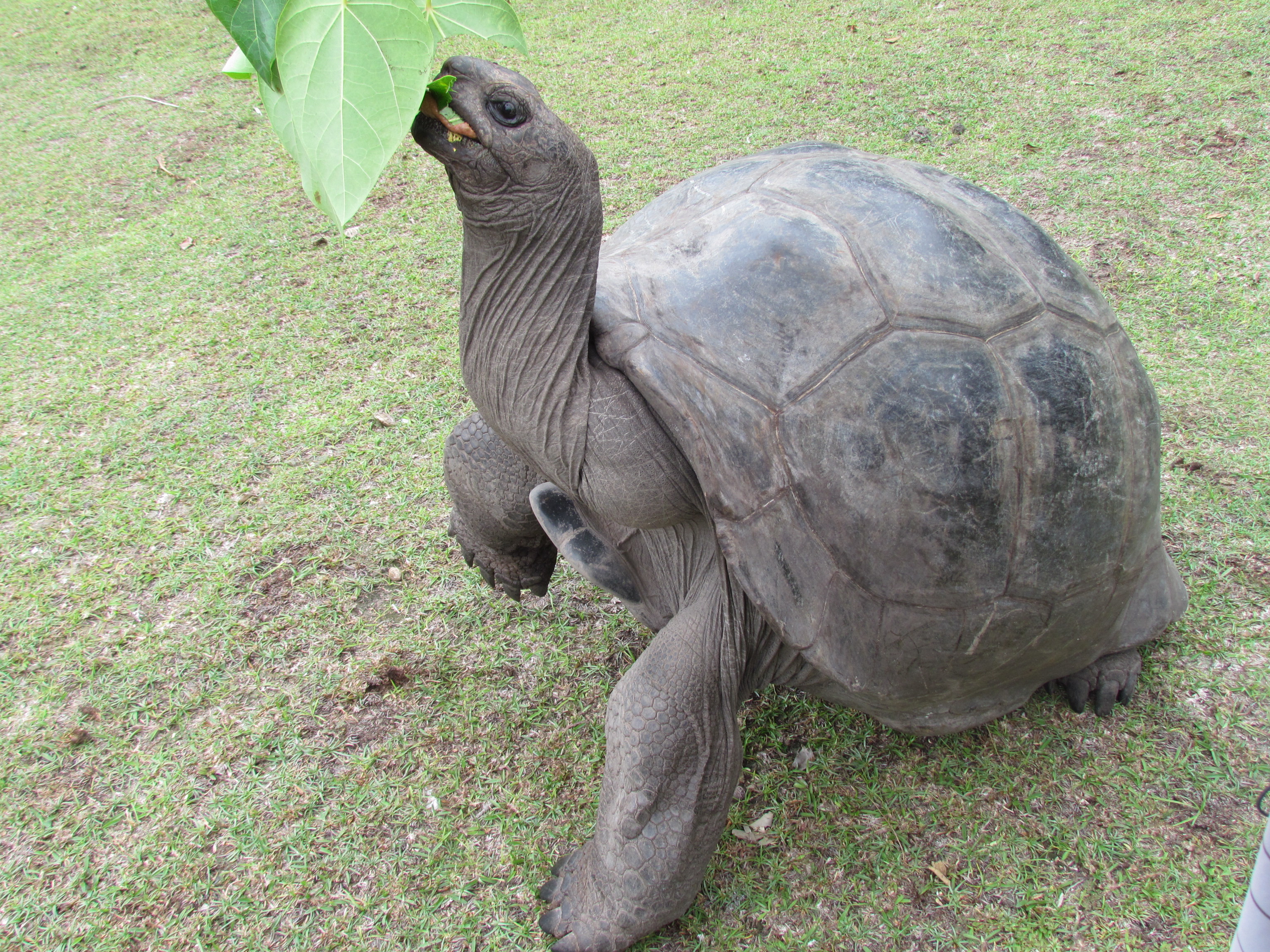 Aldabra Giant Tortoise Backgrounds, Compatible - PC, Mobile, Gadgets| 3072x2304 px
