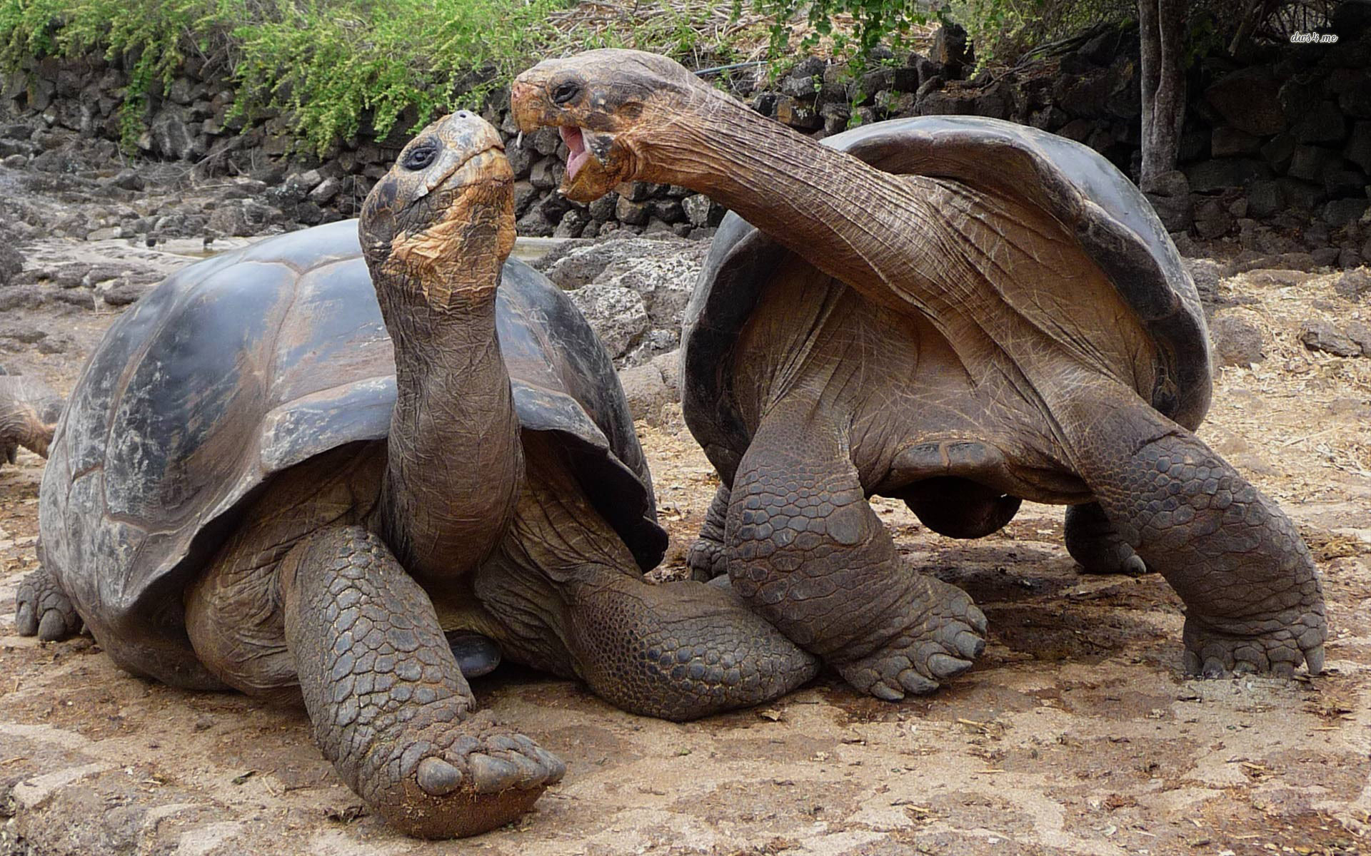 HD Quality Wallpaper | Collection: Animal, 1920x1200 Aldabra Giant Tortoise
