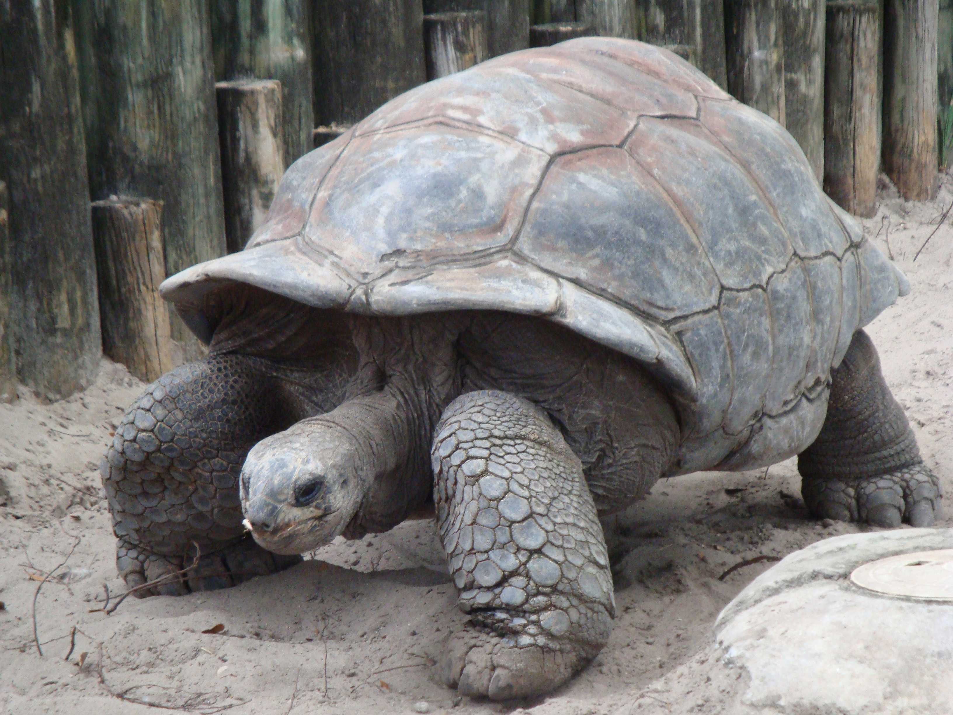 Aldabra Giant Tortoise High Quality Background on Wallpapers Vista