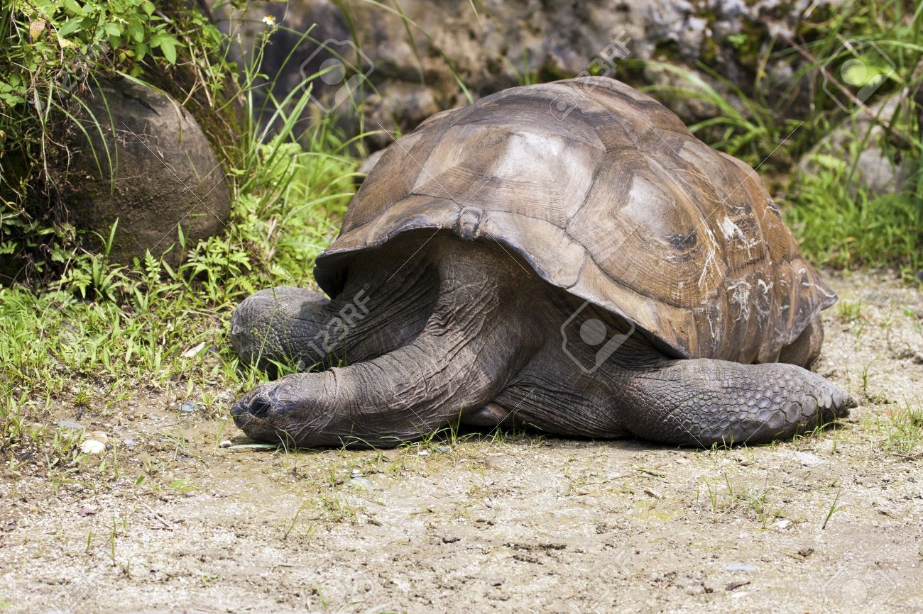Amazing Aldabra Giant Tortoise Pictures & Backgrounds