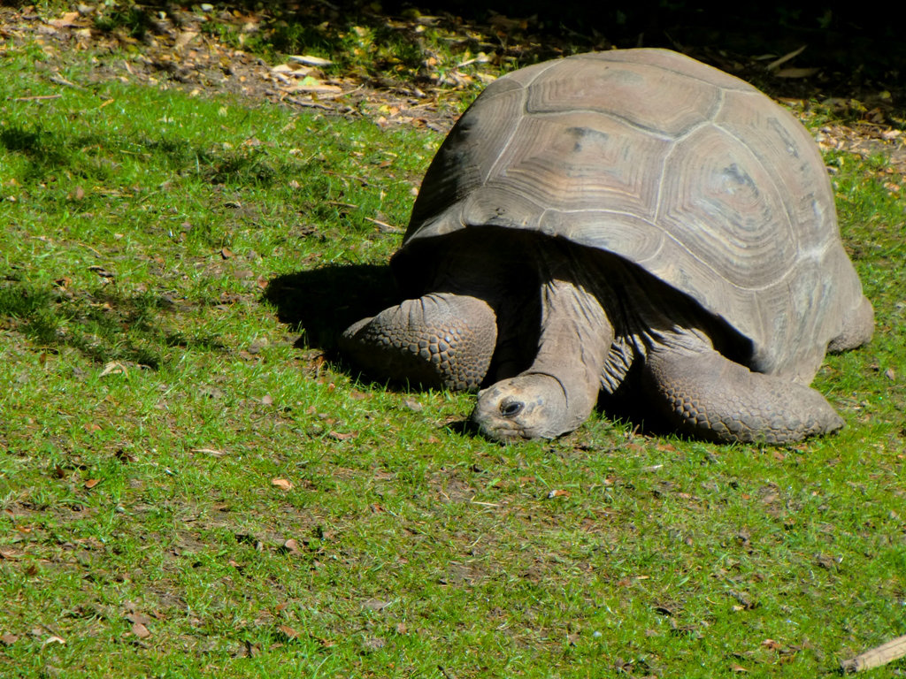 HD Quality Wallpaper | Collection: Animal, 1024x768 Aldabra Giant Tortoise