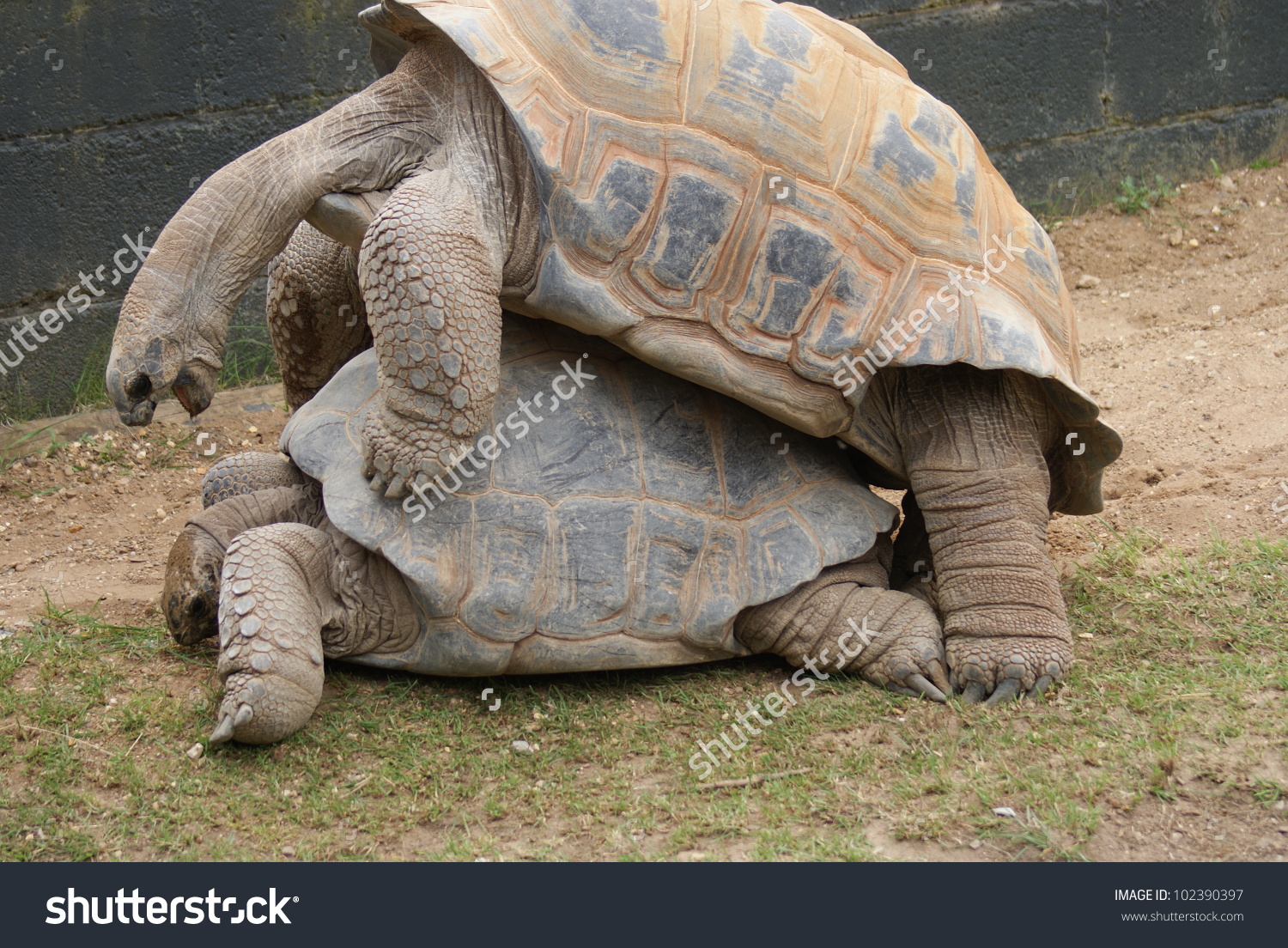 Nice Images Collection: Aldabra Giant Tortoise Desktop Wallpapers