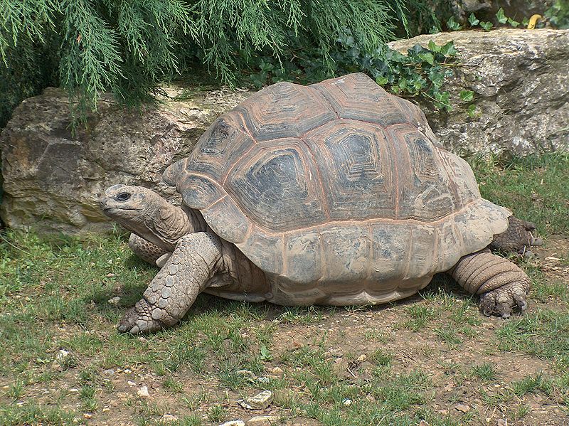 Amazing Aldabra Giant Tortoise Pictures & Backgrounds