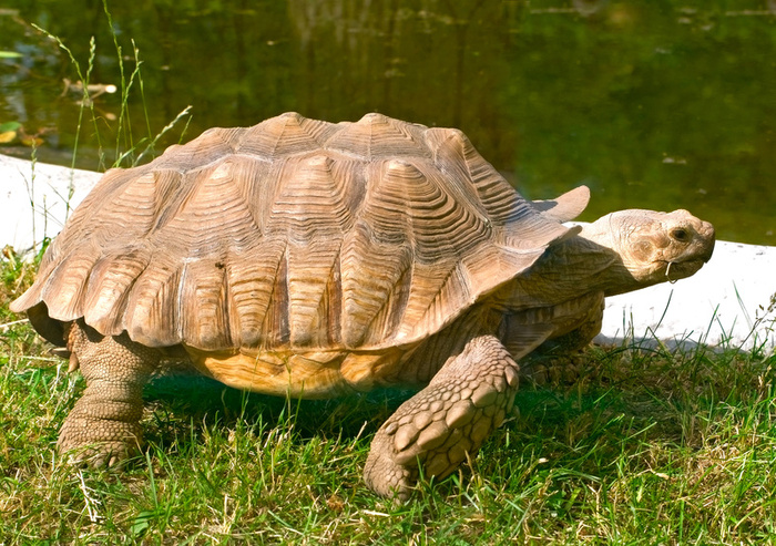 Aldabra Giant Tortoise Backgrounds, Compatible - PC, Mobile, Gadgets| 700x493 px