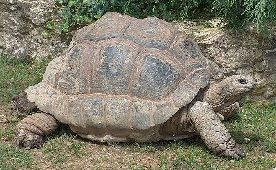 High Resolution Wallpaper | Aldabra Giant Tortoise 400x246 px