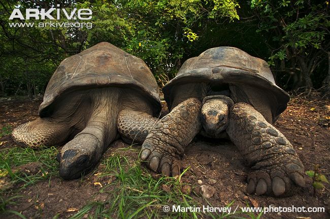 HQ Aldabra Giant Tortoise Wallpapers | File 104.6Kb
