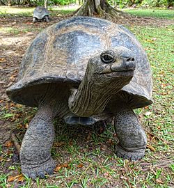 HQ Aldabra Giant Tortoise Wallpapers | File 29.09Kb