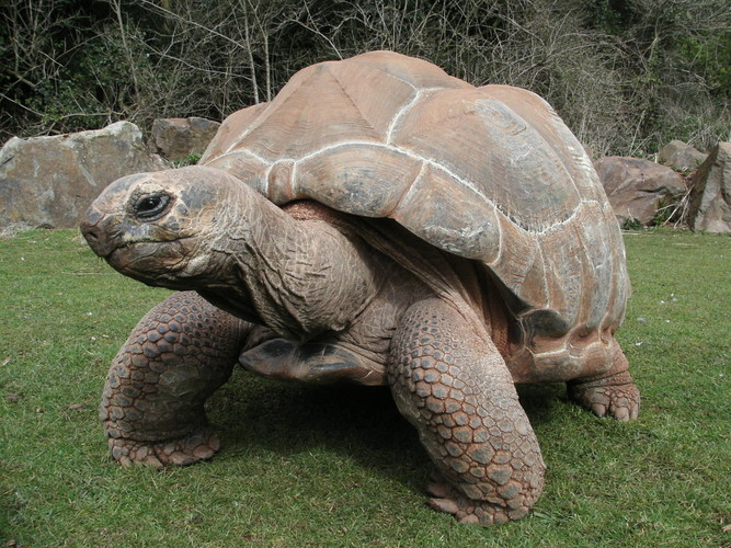 Nice Images Collection: Aldabra Giant Tortoise Desktop Wallpapers