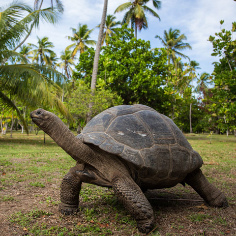 Aldabra Giant Tortoise Pics, Animal Collection