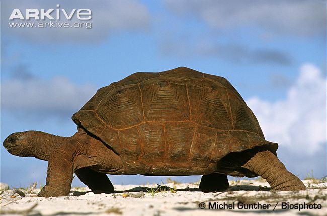 650x430 > Aldabra Giant Tortoise Wallpapers