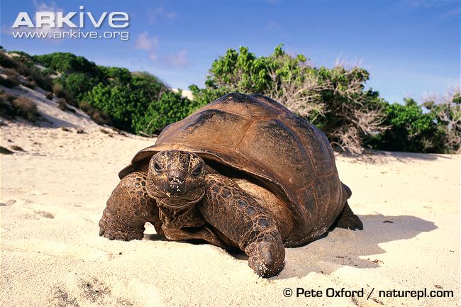 Aldabra Giant Tortoise Backgrounds on Wallpapers Vista
