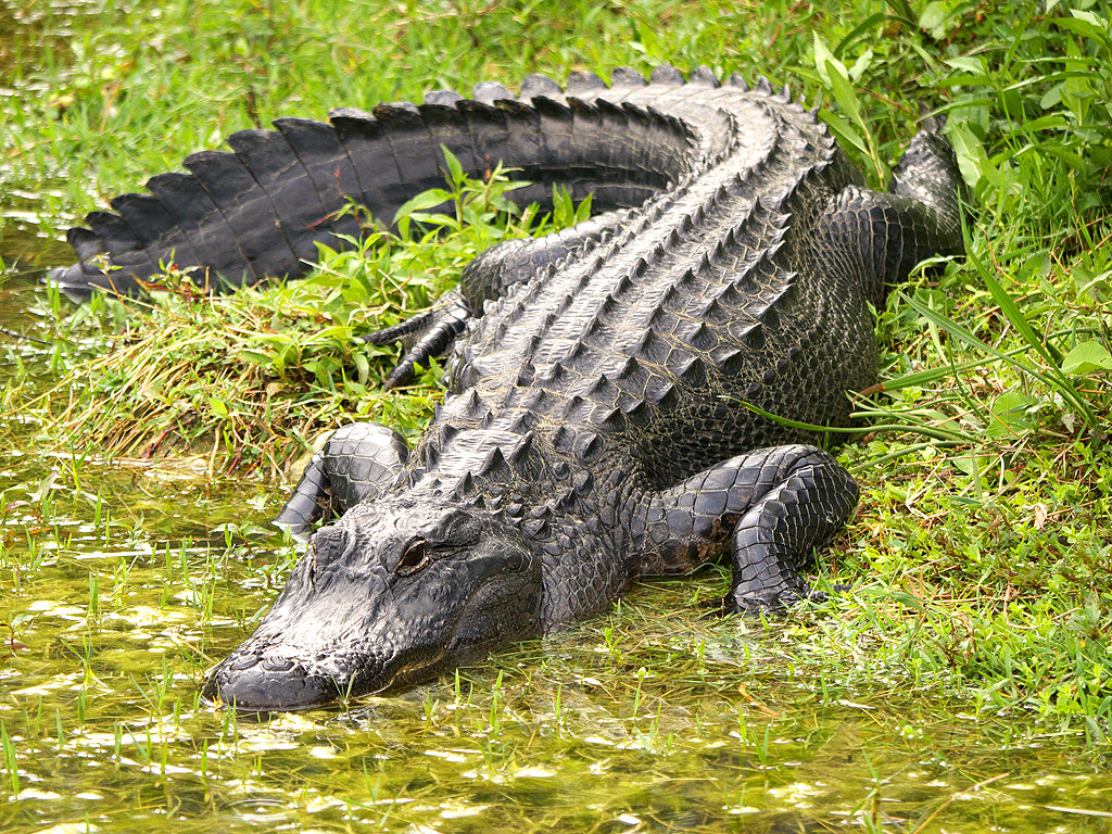 Alligator Pics, Animal Collection