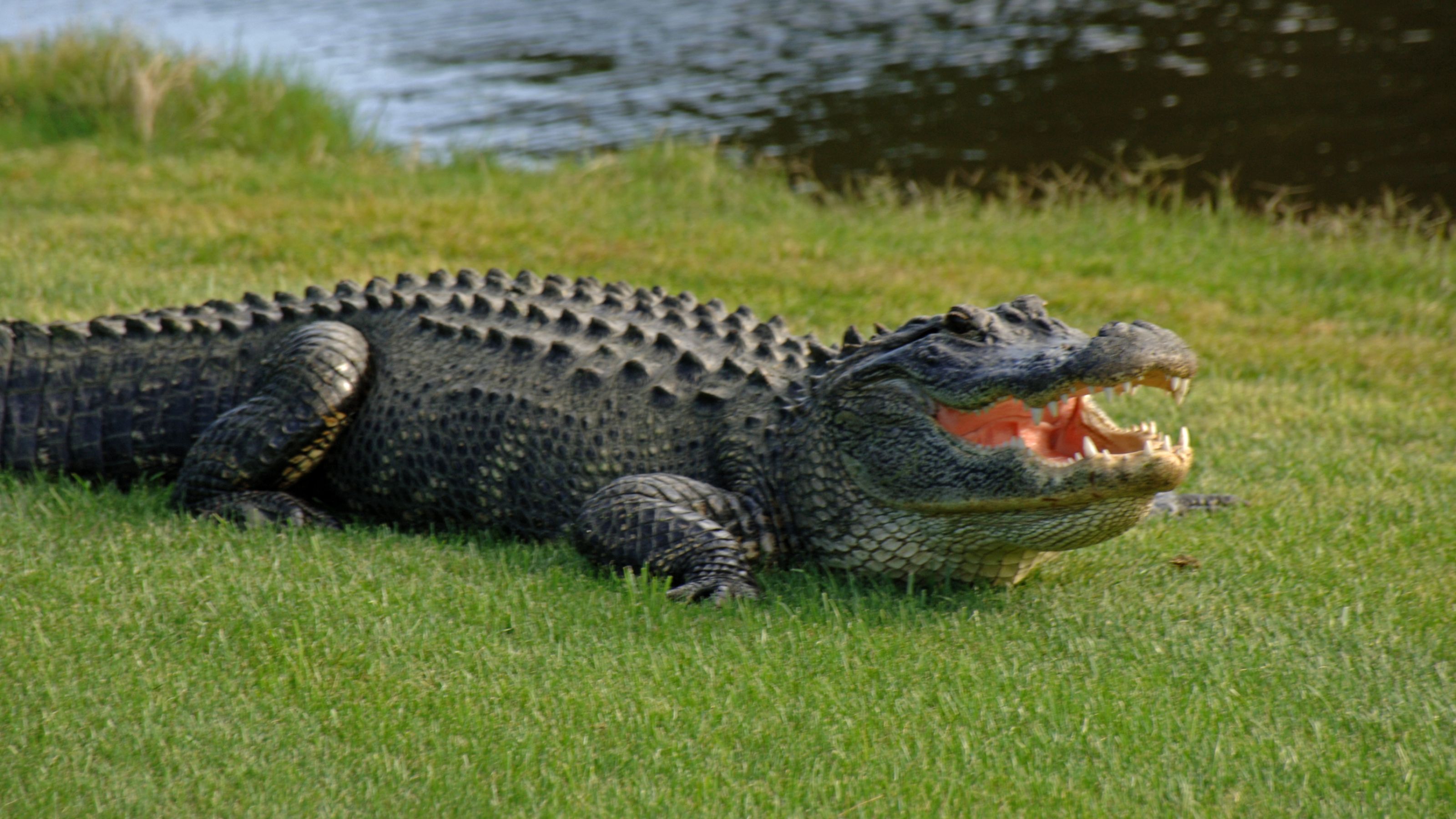 Alligator #16