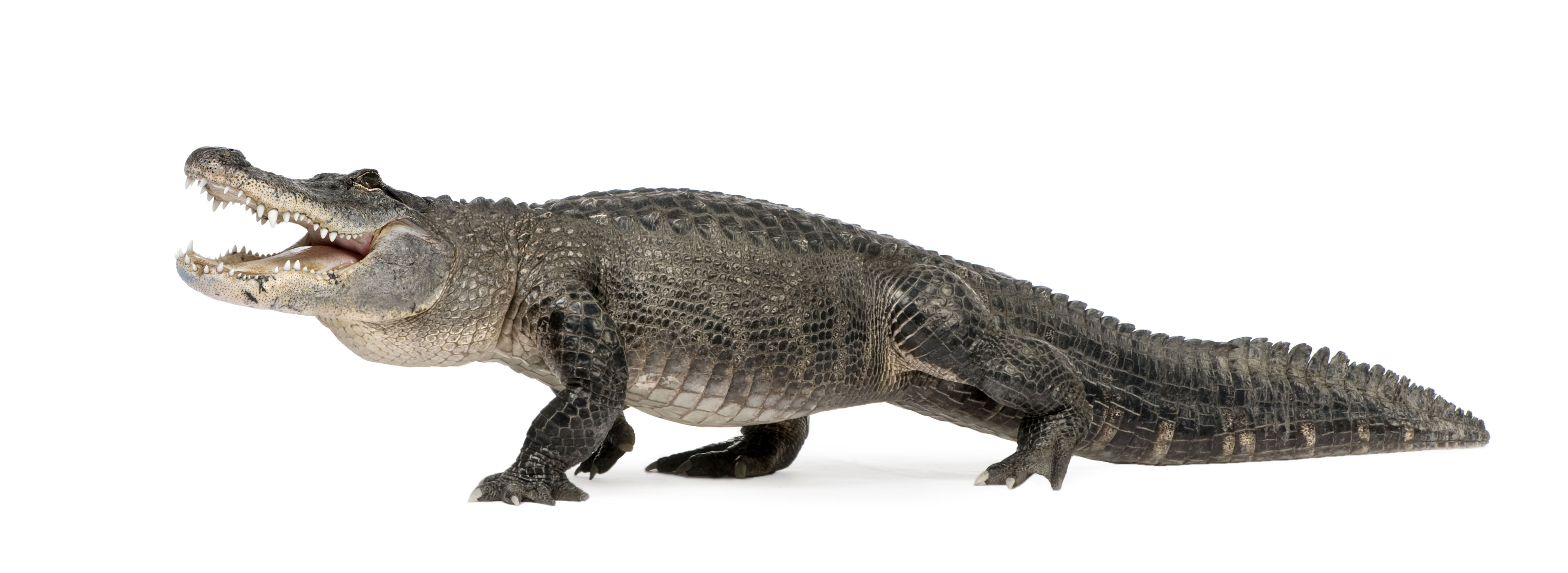 HD Quality Wallpaper | Collection: Animal, 3737x1367 Alligator