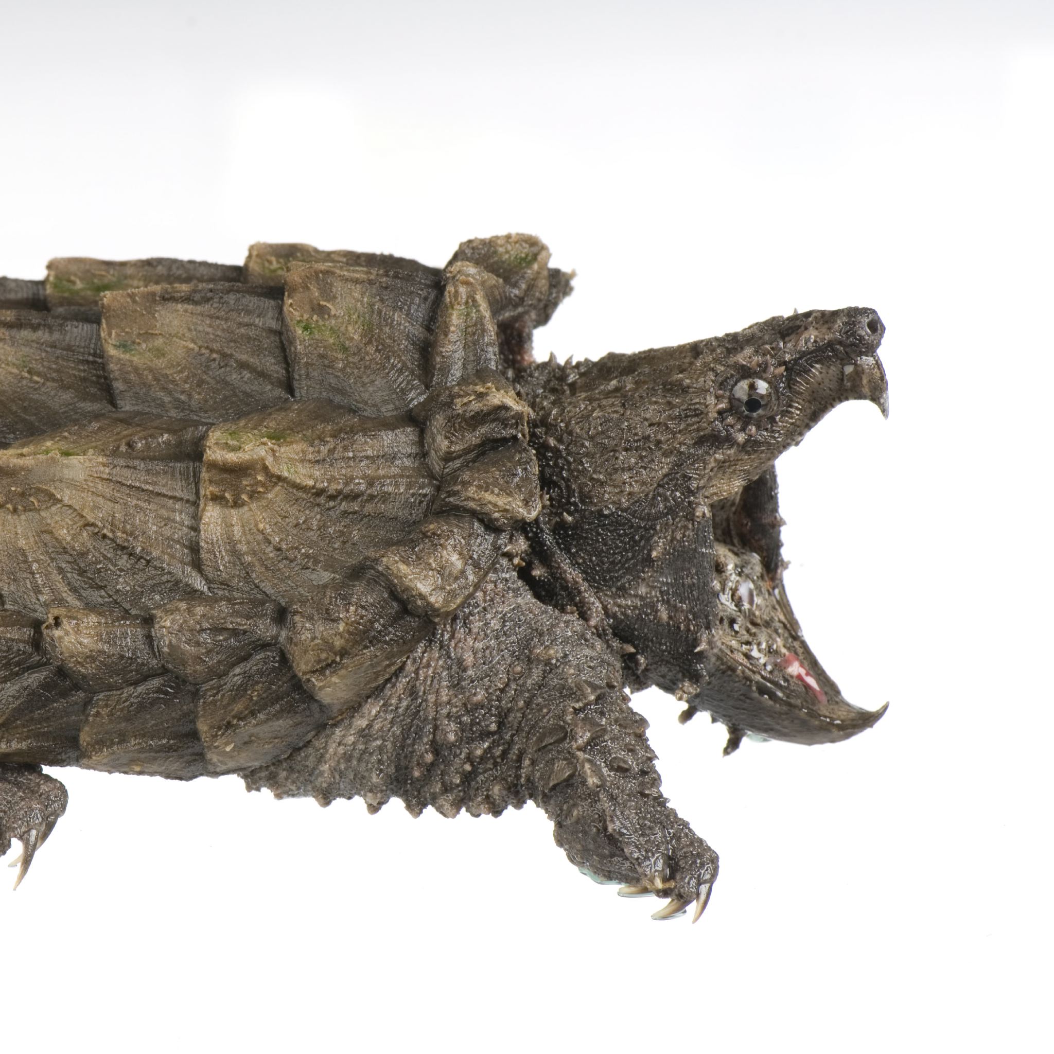 Alligator Snapping Turtle Backgrounds, Compatible - PC, Mobile, Gadgets| 2048x2048 px