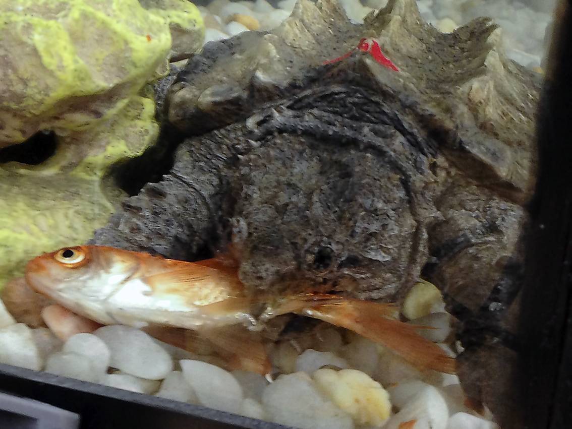 Alligator Snapping Turtle #4