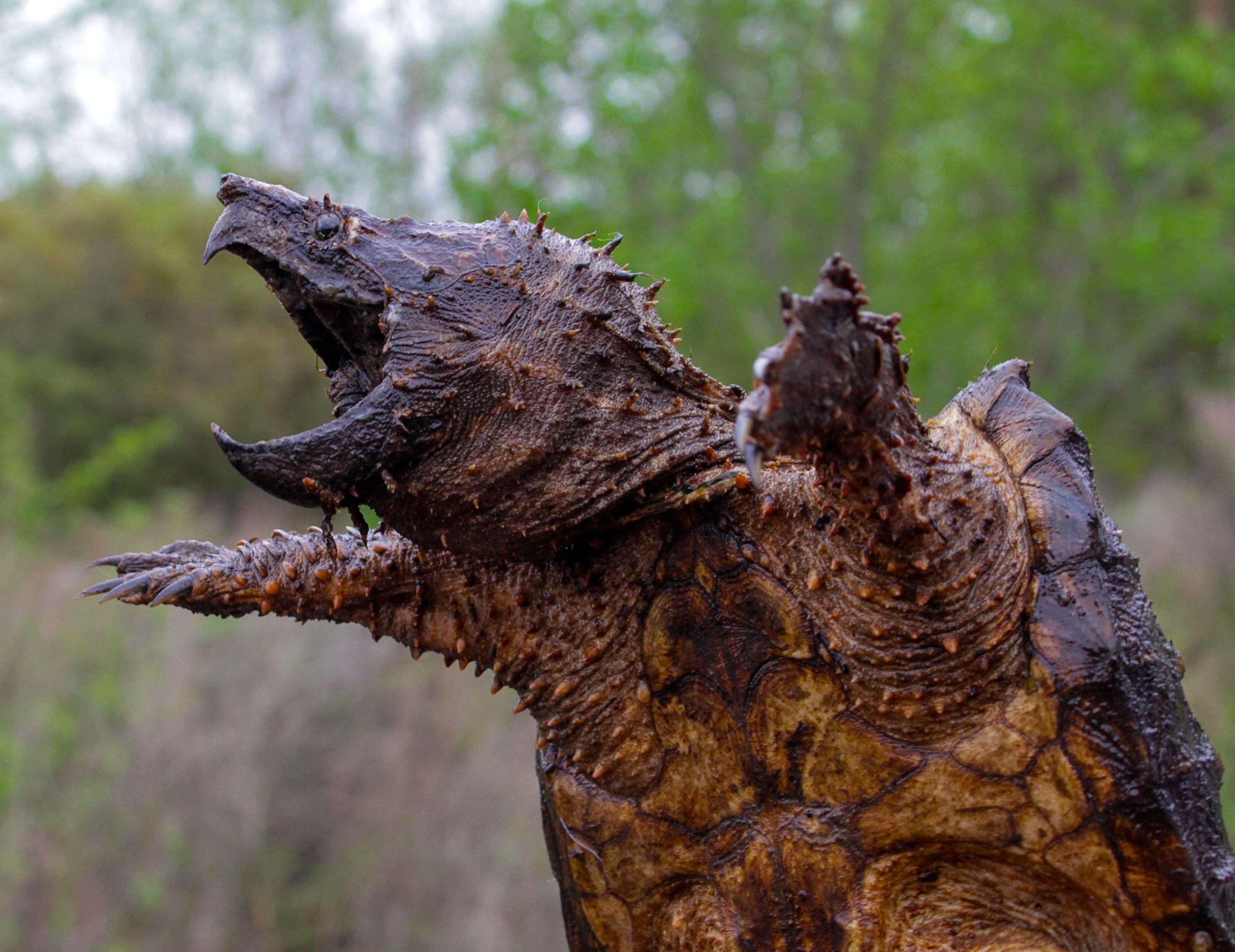 Alligator Snapping Turtle #9