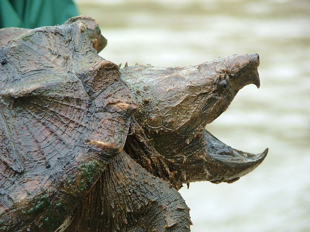 Alligator Snapping Turtle HD wallpapers, Desktop wallpaper - most viewed