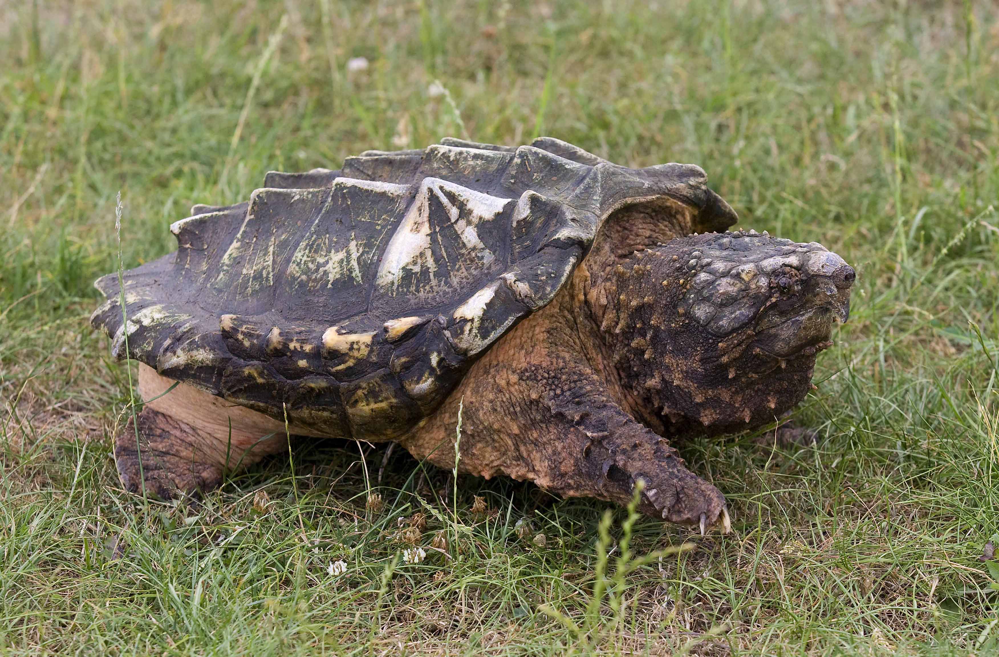Alligator Snapping Turtle High Quality Background on Wallpapers Vista