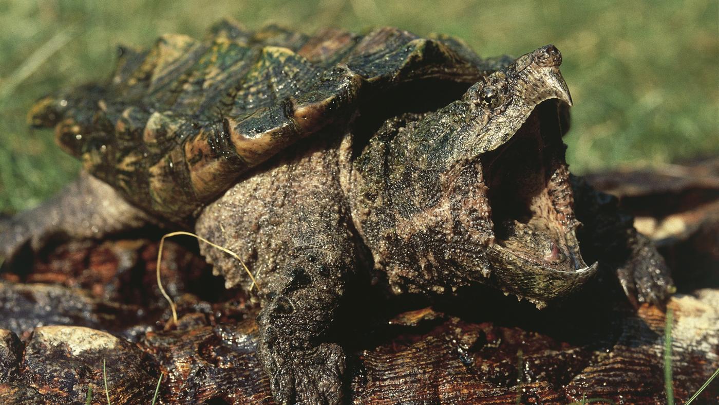 Alligator Snapping Turtle #7