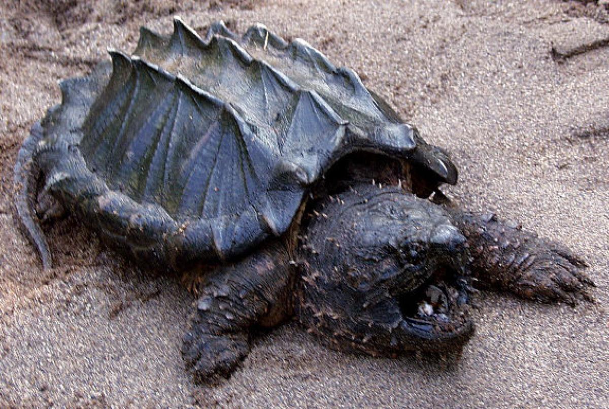 Alligator Snapping Turtle Pics, Animal Collection. 