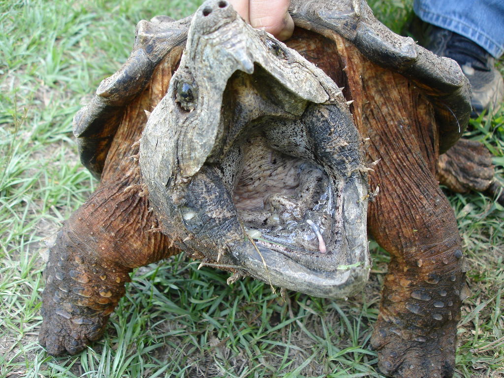 Images of Alligator Snapping Turtle | 1024x768