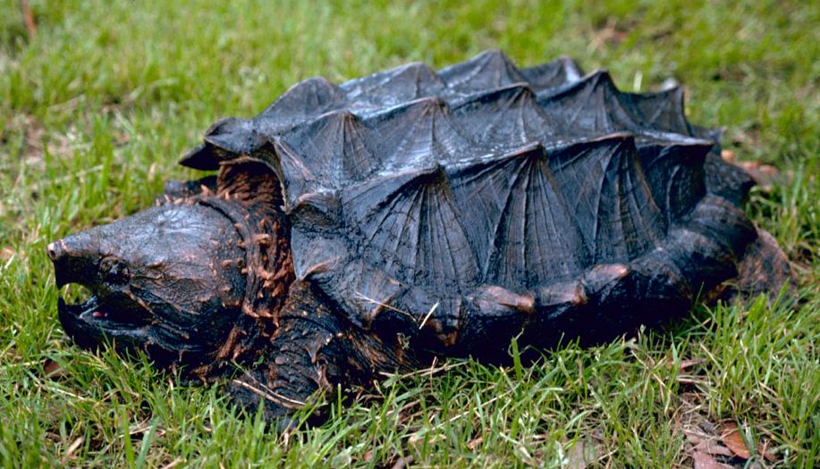 Alligator Snapping Turtle Backgrounds on Wallpapers Vista