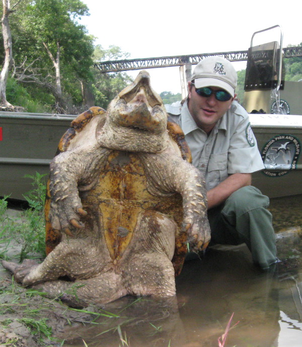 High Resolution Wallpaper | Alligator Snapping Turtle 600x690 px