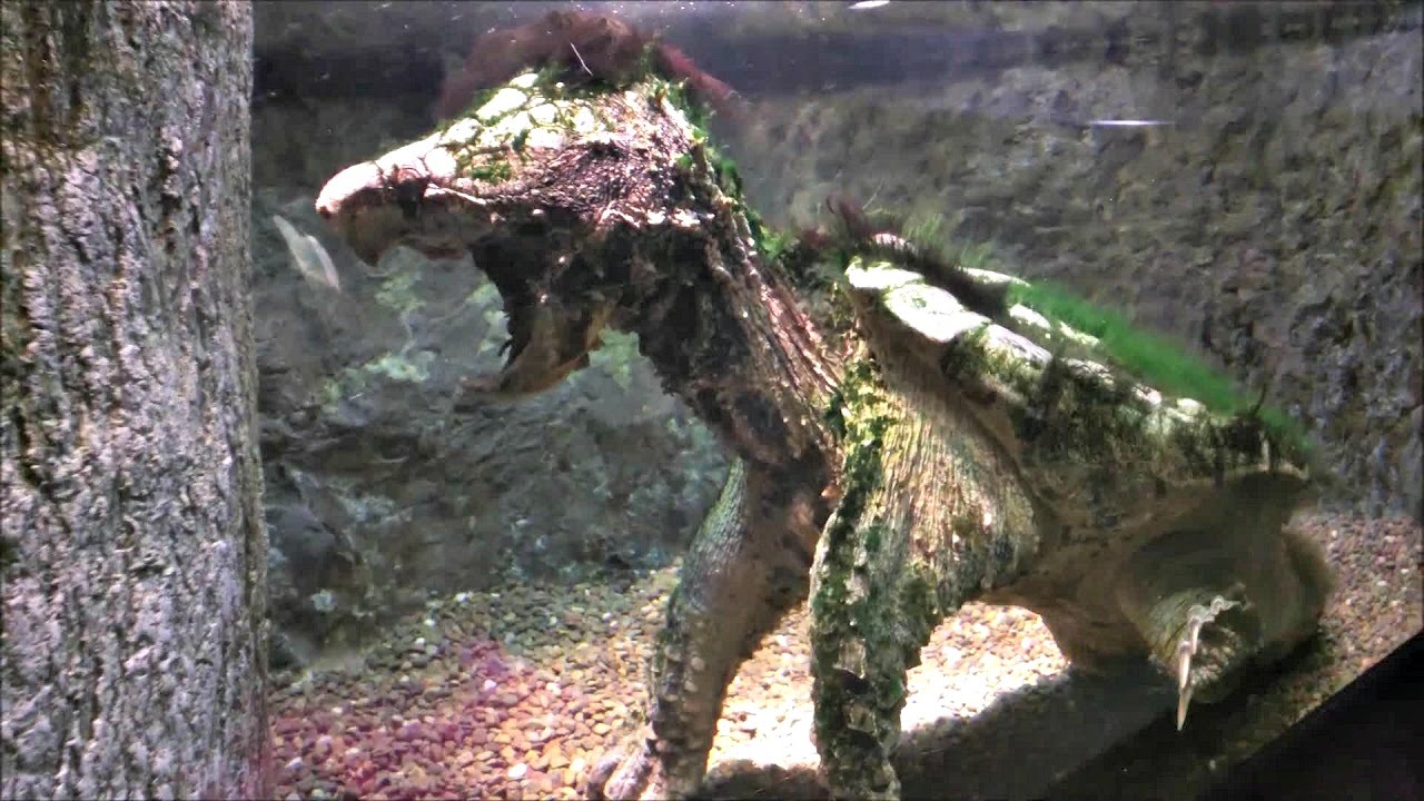 Alligator Snapping Turtle #18