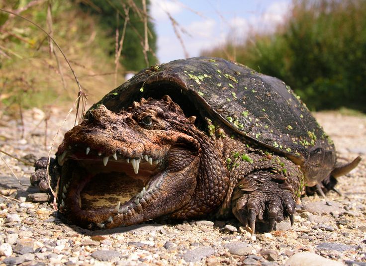 Alligator Snapping Turtle #20