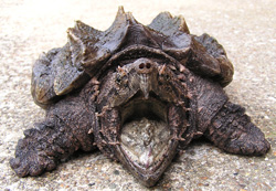 Alligator Snapping Turtle #21