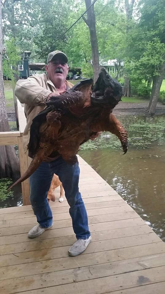 Nice wallpapers Alligator Snapping Turtle 540x960px