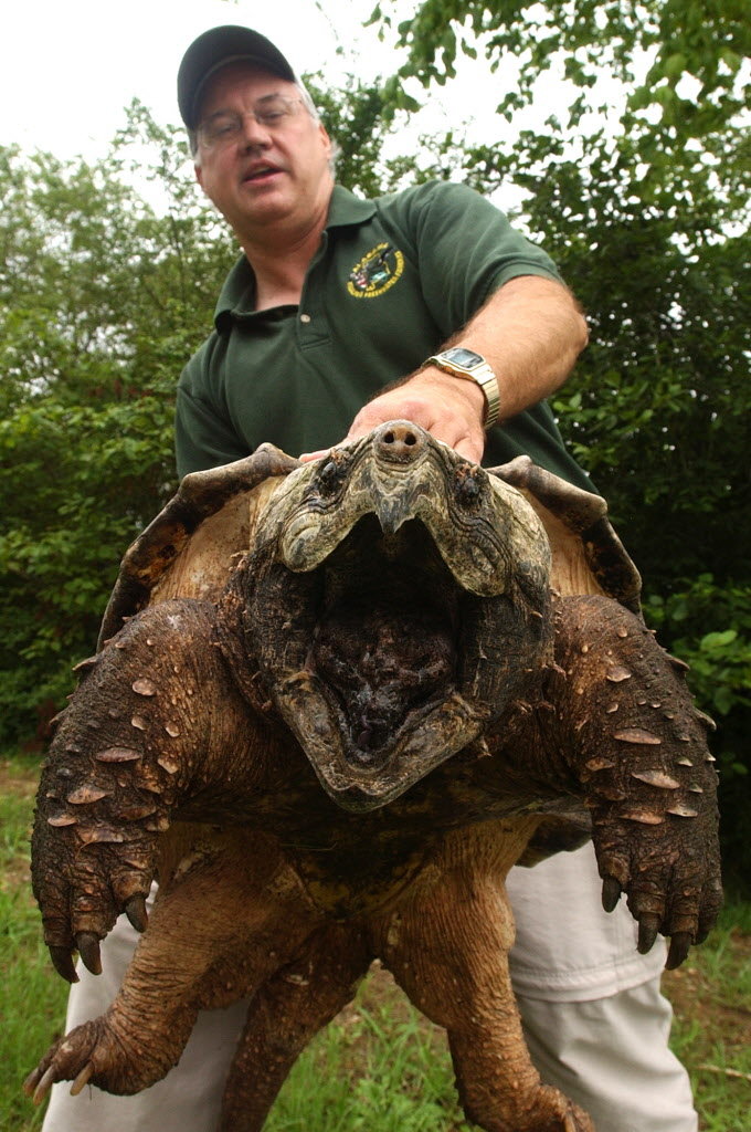 High Resolution Wallpaper | Alligator Snapping Turtle 680x1024 px