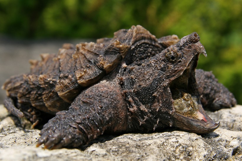 HQ Alligator Snapping Turtle Wallpapers | File 120.69Kb